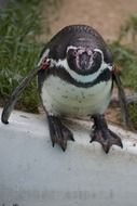 cute humboldt penguin