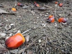 extraordinary oil palm
