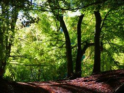 beech forest sunny autumn