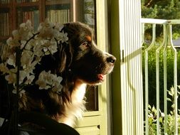 profile of the cute colorful Bernese mountain dog looking in the window