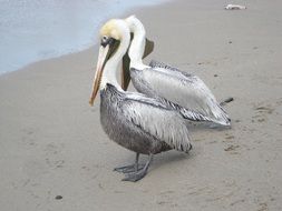 wild birds on the sand beach