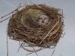 bird s nest nesting place