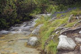 stream of cold mountain water