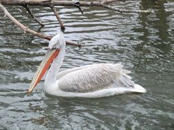pelican bird