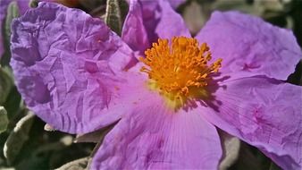 Wild open flower