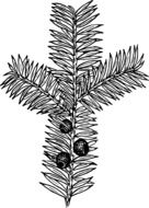 conifer branch as a drawing