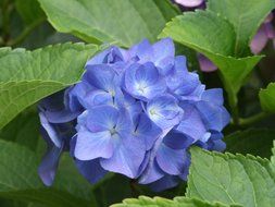 Blue fluffy flower among leaves