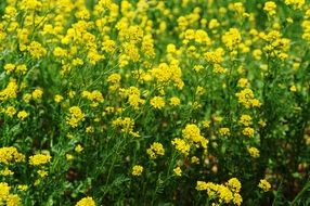 field of yellow wildflowers close up