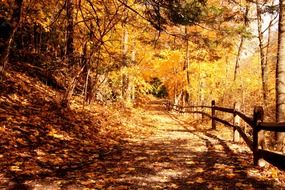 forest path with a wooden fence among autumn trees