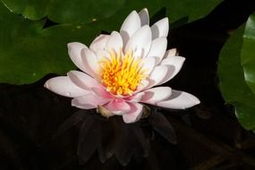 photo of white lily