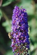 lilac flower plant with bee closeup