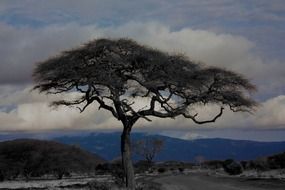 Landscape of Kenya