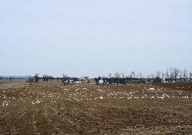 white geese on the farm field