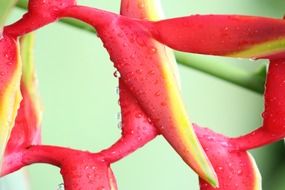 Heliconia psittacorum, Parrot Heliconia, colorful flowers with dew drops