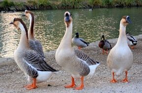 birds in France