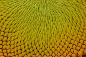 yellow sun flower seeds
