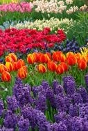 colorful hyacinths and tulips garden