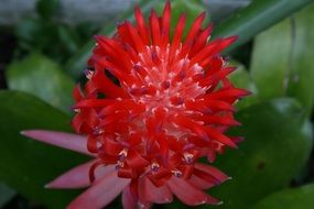 red decorative billbergia pyramidalis macro