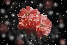 rose fantasy greeting card