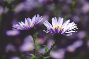 purple daisies on a blurry background