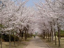 extraordinarily beautiful cherry blossoms