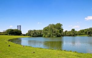 Ducks on a beautiful green lake bank