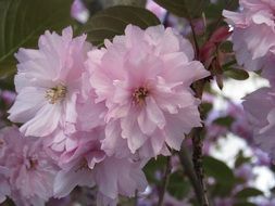 closeup view of fluffy pink flowers in spring garden