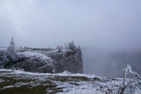 winter tree fog dramatic landscape