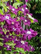 curly purple flowers along the fence