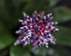 aechmea - genus of perennial herbaceous plants