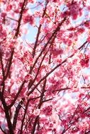 flowering cherry tree in spring