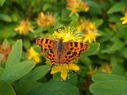 black-orange butterfly on green