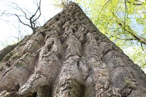 trunk in the cracks of a huge tree