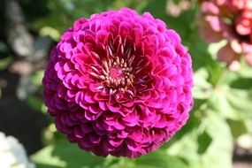 beautiful pink flower close-up