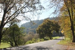 road for cars near the trees
