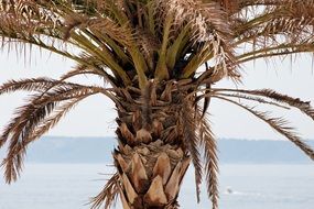 Picture of palm is on a beach