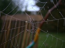 water drops on cobweb close up