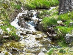 water forest