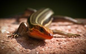 Closeup photo of five lined skink