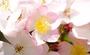 pink flowers of rosehip close up