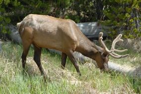 young elk in the wild