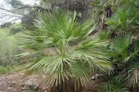 exotic green palm plant