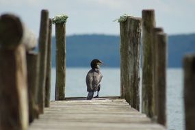 Black cormorant on wooden pier