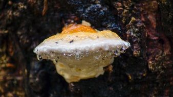 tree fungus after rain