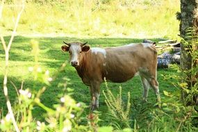 cow in meadow graze portrait