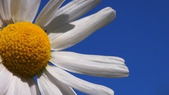 White daisy against a blue sky