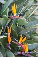 Exotic paradise flower