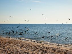 many birds on the ocean beach on a clear day