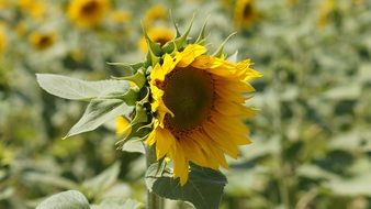 cute sunflower in nature close-up