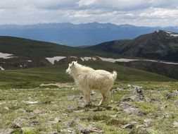 mountain sheep goat